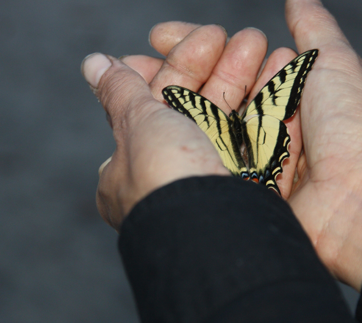papillon dans une main